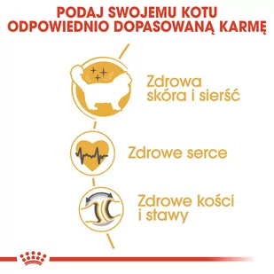 ROYAL CANIN Ragdoll Adult 2kg + niespodzianka dla kota GRATIS! - Sucha karma dla kotów - miniaturka - grafika 4