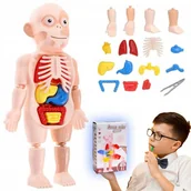 Mały naukowiec - LUDZIK CIAŁO CZŁOWIEKA MODEL ANATOMICZNY ORGANY ANATOMIA ZESTAW LEKARZ - miniaturka - grafika 1