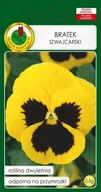 Nasiona i cebule - BRATEK SZWAJCARSKI FIRNENGOLD ŻÓŁTY Z PLAMĄ 0,8g - miniaturka - grafika 1