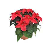 Kwiaty doniczkowe - Poinsecja Princettia 3-4 pędowa don. 12 cm czerwona - miniaturka - grafika 1