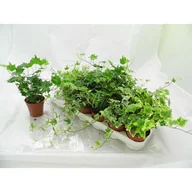 Kwiaty doniczkowe - Hedera doniczka 9 cm mix - miniaturka - grafika 1