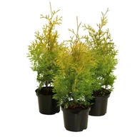 Kwiaty doniczkowe - Żywotnik Thuja occidentalis Salland - miniaturka - grafika 1