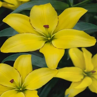 Lilia Azjatycka Yellow Cocotte 1 szt cebule lilii - Nasiona i cebule - miniaturka - grafika 1
