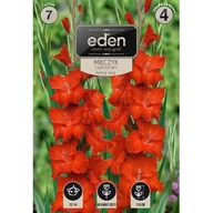 Nasiona i cebule - Mieczyk Hunting Song 7 sztuk Eden - miniaturka - grafika 1