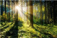 Obrazy i zdjęcia na płótnie - Obraz Glasspik Sunny Forest 80 x 120 cm - miniaturka - grafika 1