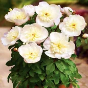 Nasiona i cebule - Paeonia Piwonia doniczkowa Patio Madrit 1 szt. - miniaturka - grafika 1