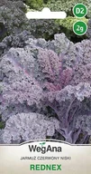 Nasiona i cebule - Jarmuż Rednex 2g czerwony niski nasiona WEGANA - miniaturka - grafika 1