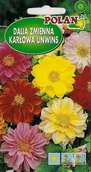 Nasiona i cebule - Dalia Zmienna Unwins Mieszanka Polan - miniaturka - grafika 1