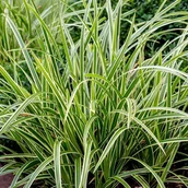 Nasiona i cebule - Carex Turzyca Ice Dance 1 szt. doniczka P9 - miniaturka - grafika 1