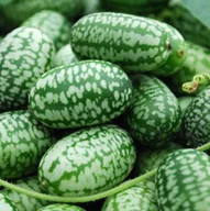 Nasiona i cebule - Nasiona Ogórek ozdobny meksykański zielony 0.05g - W.Legutko - miniaturka - grafika 1