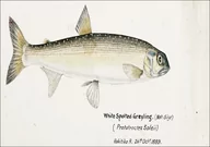 Plakaty - Antique fish White Spotted Greyling, F. E. Clarke - plakat 70x50 cm - miniaturka - grafika 1