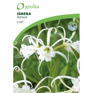 Nasiona i cebule - Ismena Festalis 2szt. cebulki kwiatów Geolia - miniaturka - grafika 1