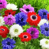 Nasiona i cebule - Anemon Zawilec St. Brigid cebulki mieszanka mix 10 szt. - miniaturka - grafika 1