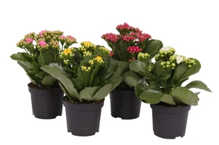 Kalanchoe mix 20cm - Nasiona i cebule - miniaturka - grafika 1