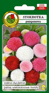 Stokrotka Pomponette Mieszanka 0.2 g PNOS - Nasiona i cebule - miniaturka - grafika 1