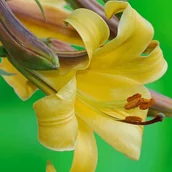 Nasiona i cebule - Lilia trąbkowa Golden Splendour 1 szt. cebule cebulki lilii lilie - miniaturka - grafika 1