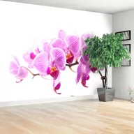 Fototapety - Fototapeta Różowa orchidea - miniaturka - grafika 1