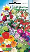 Nasiona i cebule - MIESZANKA PNĄCZY (PNĄCA) MIX KOLORÓW 2 G - miniaturka - grafika 1