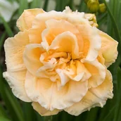 Nasiona i cebule - Hemerocallis Liliowiec Ikebana Star 1 szt. - miniaturka - grafika 1