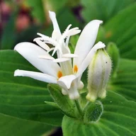 Nasiona i cebule - Tricyrtis hirta Trójsklepka Alba 1 szt. - miniaturka - grafika 1