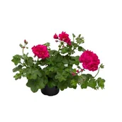 Kwiaty doniczkowe - Pelargonia bluszczolistna Rocky - miniaturka - grafika 1
