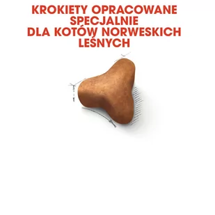 ROYAL CANIN Norvegian Forest Cat Adult 2kg + niespodzianka dla kota GRATIS! - Sucha karma dla kotów - miniaturka - grafika 3