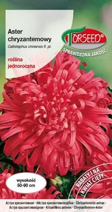 Nasiona Aster wysoki chryzantemowy czerwony 0,5g - Torseed - Nasiona i cebule - miniaturka - grafika 1