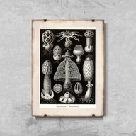 Plakaty - Plakat retro do salonu Grzyby morskie Ernst Haeckel - miniaturka - grafika 1