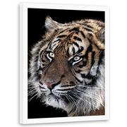 Plakaty - Obraz w ramie białej FEEBY, Tygrys Zwierzęta Natura 70x100 - miniaturka - grafika 1