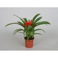 Kwiaty doniczkowe - Guzmania D9 - miniaturka - grafika 1