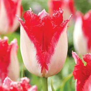 Tulipan Strzępiasty Sweets Paradise 5 szt cebulki Tulipany - Nasiona i cebule - miniaturka - grafika 1