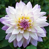 Nasiona i cebule - Dalia dekoracyjna Crazy Love 1 szt. - miniaturka - grafika 1