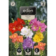 Nasiona i cebule - Frezja pełna mix 7 sztuk Eden - miniaturka - grafika 1