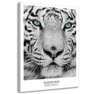 Obrazy i zdjęcia na płótnie - Feeby Obraz na płótnie, Biały tygrys 60x90cm - miniaturka - grafika 1
