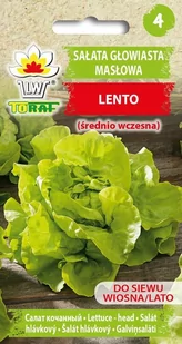 Sałata Masłowa Lento (Śr. Wczesna)
Lactuca Sativa L. - Nasiona i cebule - miniaturka - grafika 1