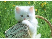 Malowanie po numerach - Haft Diamentowy, Obraz, Mozaika Diamentowa Diamond Painting, Kotek W Koszyku 40X30Cm - miniaturka - grafika 1