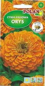 Nasiona i cebule - Cynia daliowa Orys 1 g POLAN - miniaturka - grafika 1
