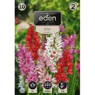 Nasiona i cebule - Iksja mix 10 sztuk Eden - miniaturka - grafika 1