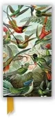 Notesy i bloczki - Notatnik linia TW Kolibry Ernst Haeckel - Flame Tree - miniaturka - grafika 1