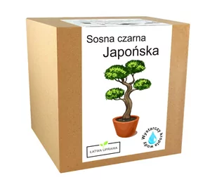 Zestaw do uprawy Bonsai Sosna Czarna Japońska - Nasiona i cebule - miniaturka - grafika 1