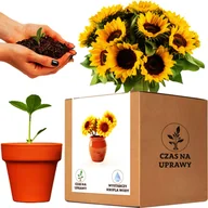 Nasiona i cebule - Zestaw do uprawy słonecznik ozdobny mix na Kwiat Cięty Taiyo - miniaturka - grafika 1