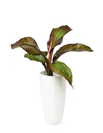 Kwiaty doniczkowe - Bananowiec abisyński  Ensete Ventricosum Maurelii P14 - miniaturka - grafika 1