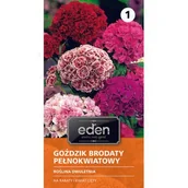 Nasiona i cebule - Goździk brodaty pełnokwiatowy 0,5 g Eden - miniaturka - grafika 1