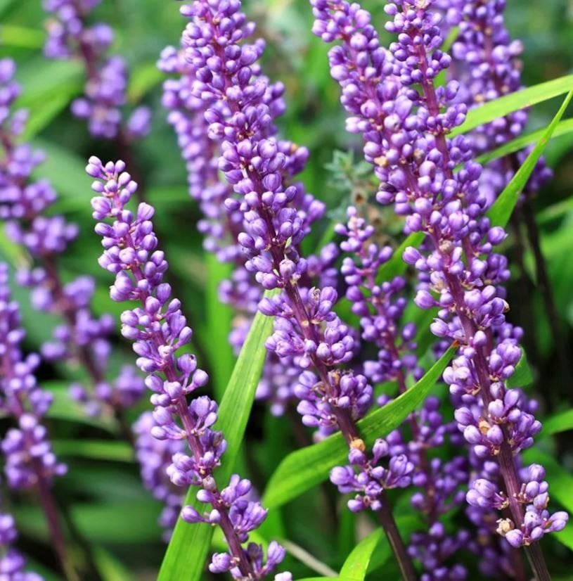 Liriope szafirkowata BIG BLUE Długie Kwiaty Sadzonki Bylin Wieloletnich P11