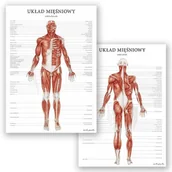 Mapy i plansze edukacyjne - Zestaw plansz anatomicznych - Układ mięśniowy - Marta Pawelec - miniaturka - grafika 1