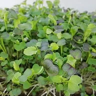 Nasiona i cebule - Legutko Microgreens Komatsuna czerwona 100g Mic000009 - miniaturka - grafika 1
