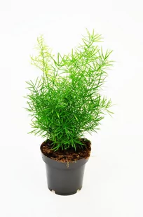 Asparagus Sprengeri Szparag gęstokwiatowy P12 - Kwiaty doniczkowe - miniaturka - grafika 1