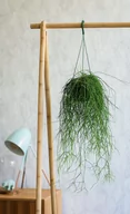 Kwiaty doniczkowe - Rhipsalis Baccifera Shaferi Patyczak Wiszący P5 - miniaturka - grafika 1