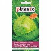 Nasiona i cebule - Plantico Kapusta głąbiasta Ditmarska - miniaturka - grafika 1