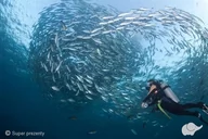 Vouchery - Bestdivers Kurs nurkowania PADI OWD dla dwojga - miniaturka - grafika 1